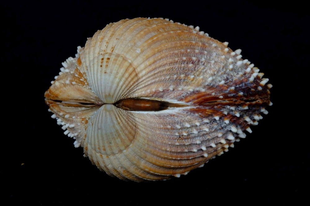 2nd-Shell with knobbly bits by Dave Burman